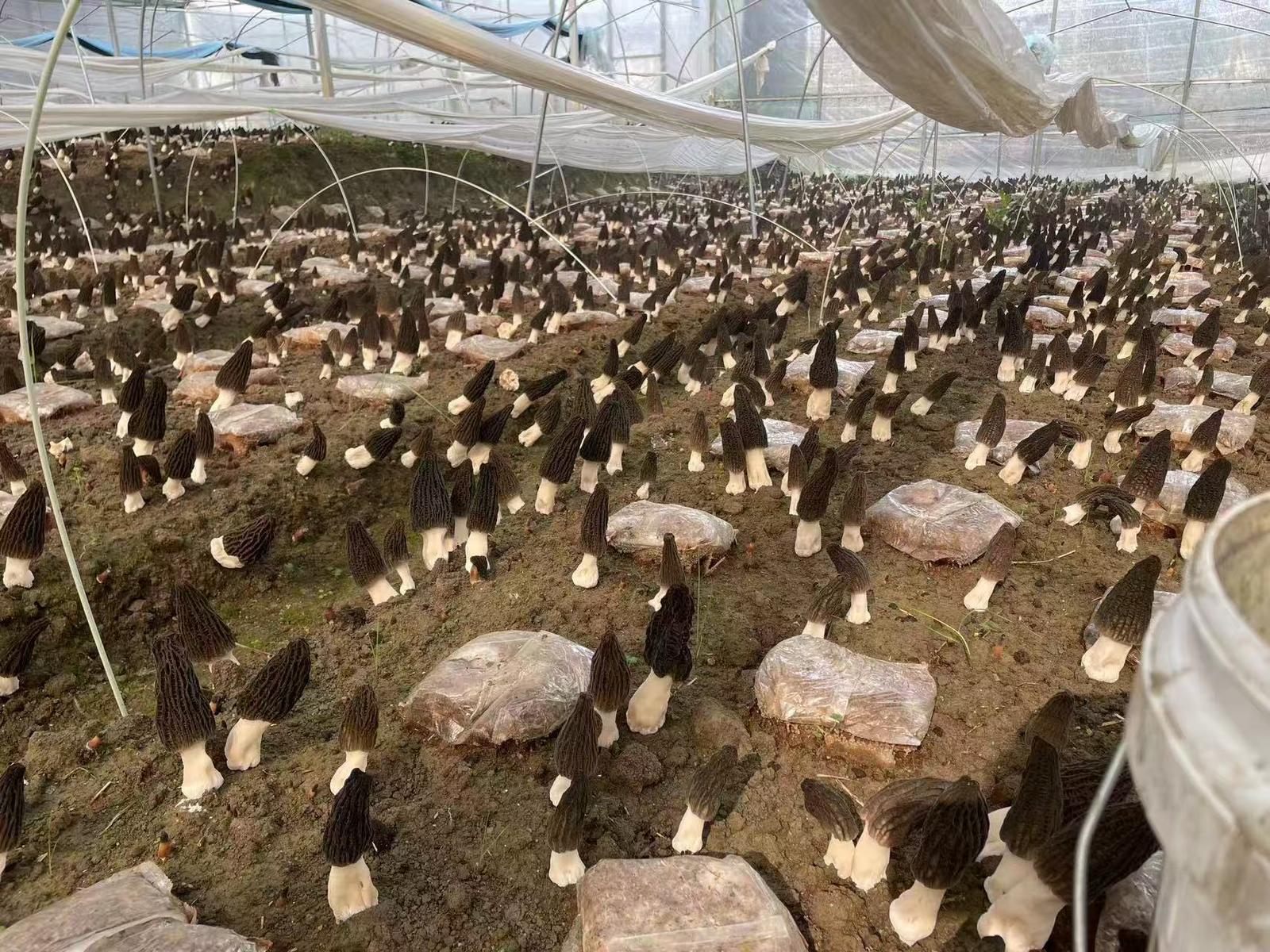 去年在富阳种植的羊肚菌